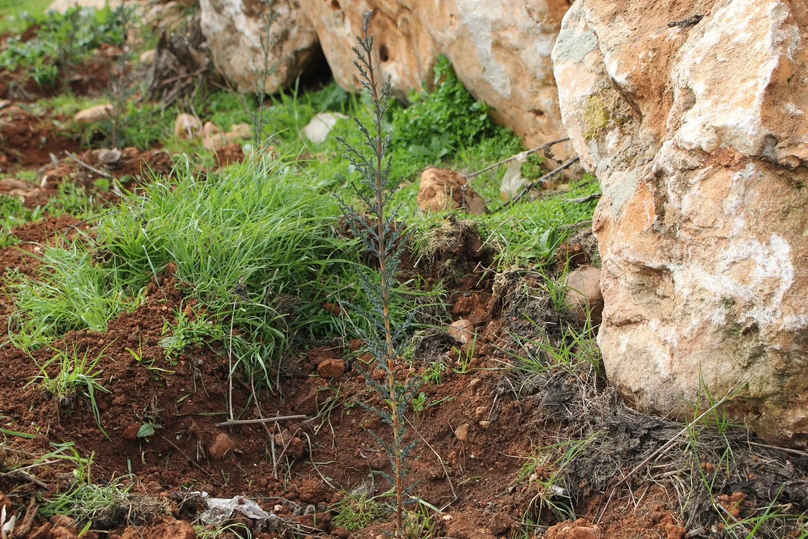 Afrin refugees launch forestation campaign in response to Turkish violations of nature