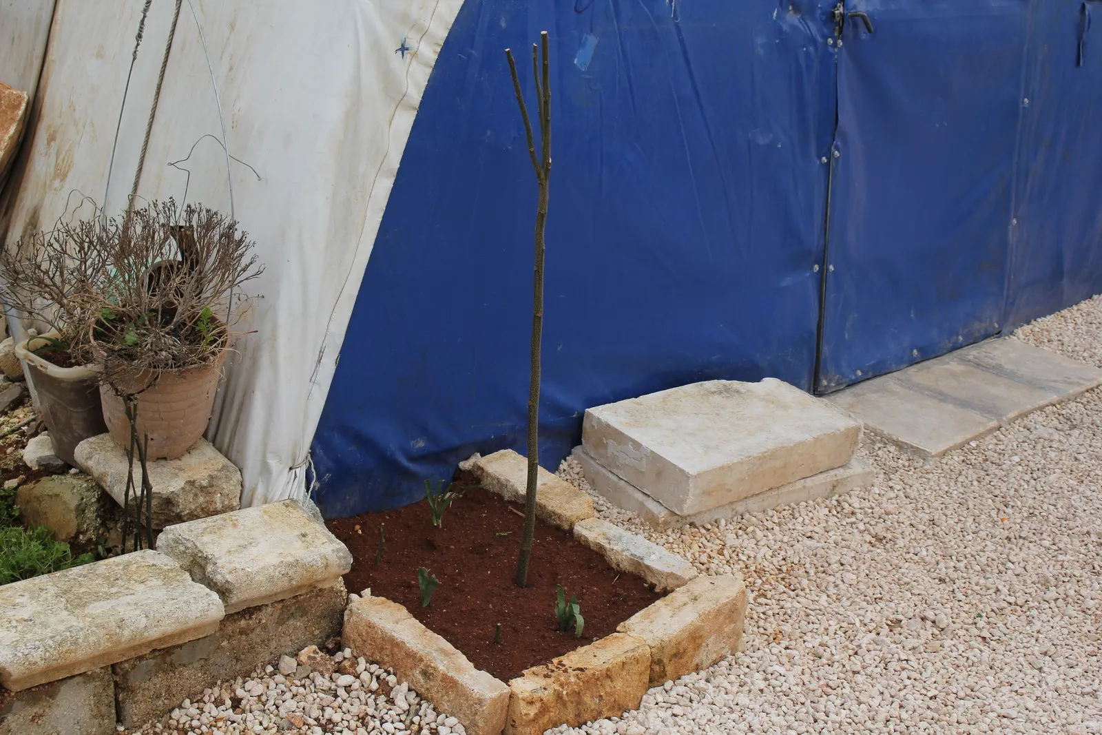 Afrin refugees launch forestation campaign in response to Turkish violations of nature