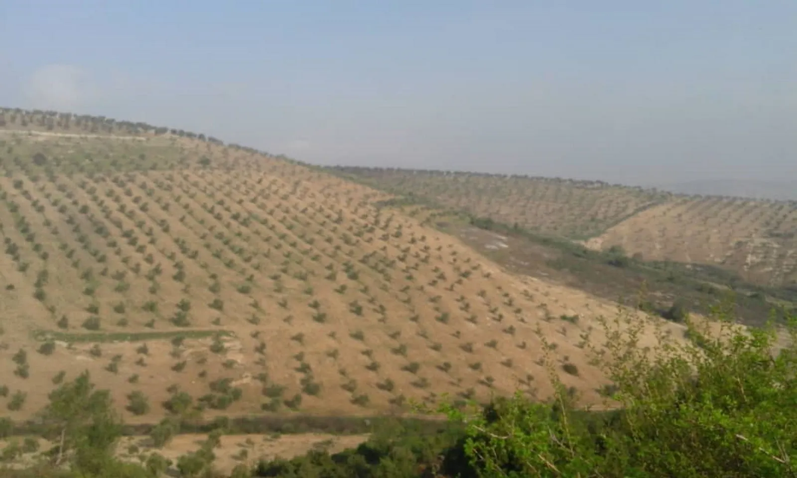 Mercenaries of Turkish occupation cut down more than 200 forest trees in Afrin
