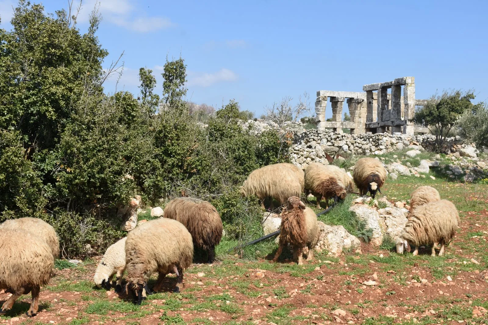 ​​​​​​​ Shirawa people… difficult conditions but determination to remain