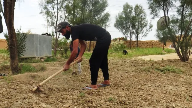 They take advantage of curfew period by growing home vegetables
