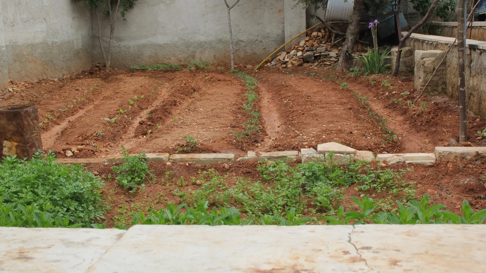 ​​​​​​​They took advantage of curfew to achieve self-sufficiency 