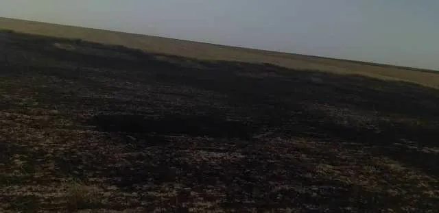 Fires devour thousands of dunums of wheat and barley in Deir Ezzor