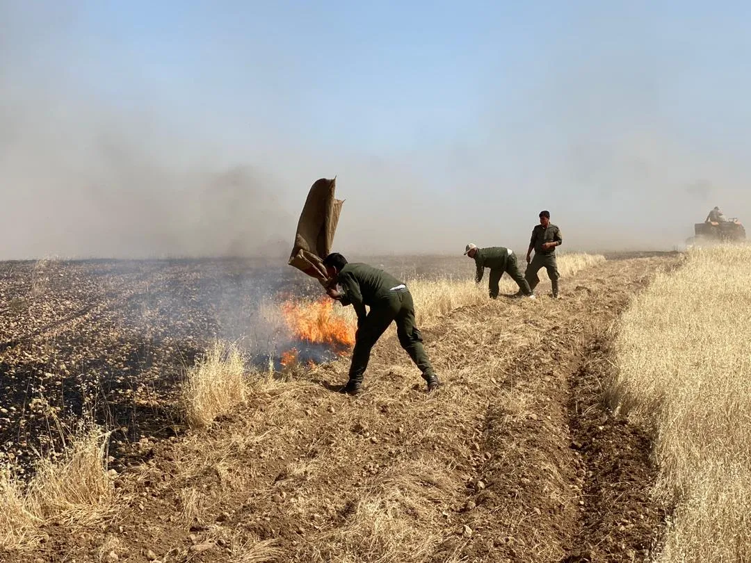 Turkish occupation army burns tens of hectares west of Kobane