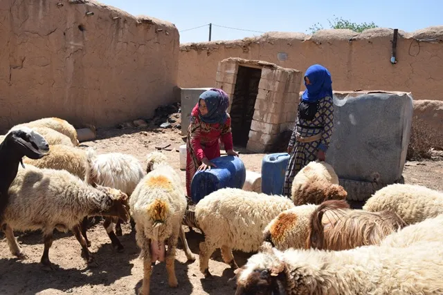 Daylight robberies ... mercenaries steal livestock from Tel Tamr countryside