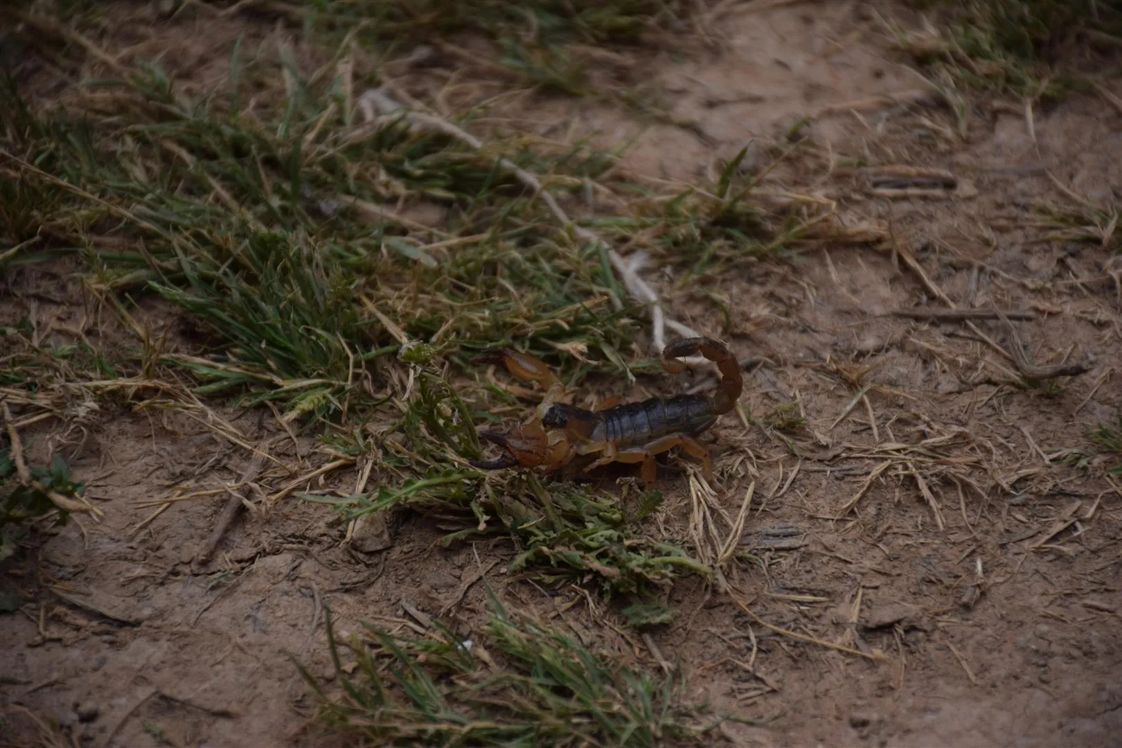 ​​​​​​​Scorpions and snakes threaten Washokani camp's displaced