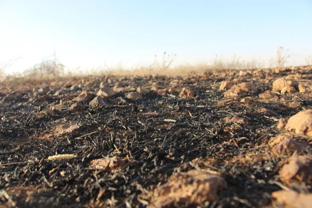 Occupation caused to burn large scale areas of agricultural lands