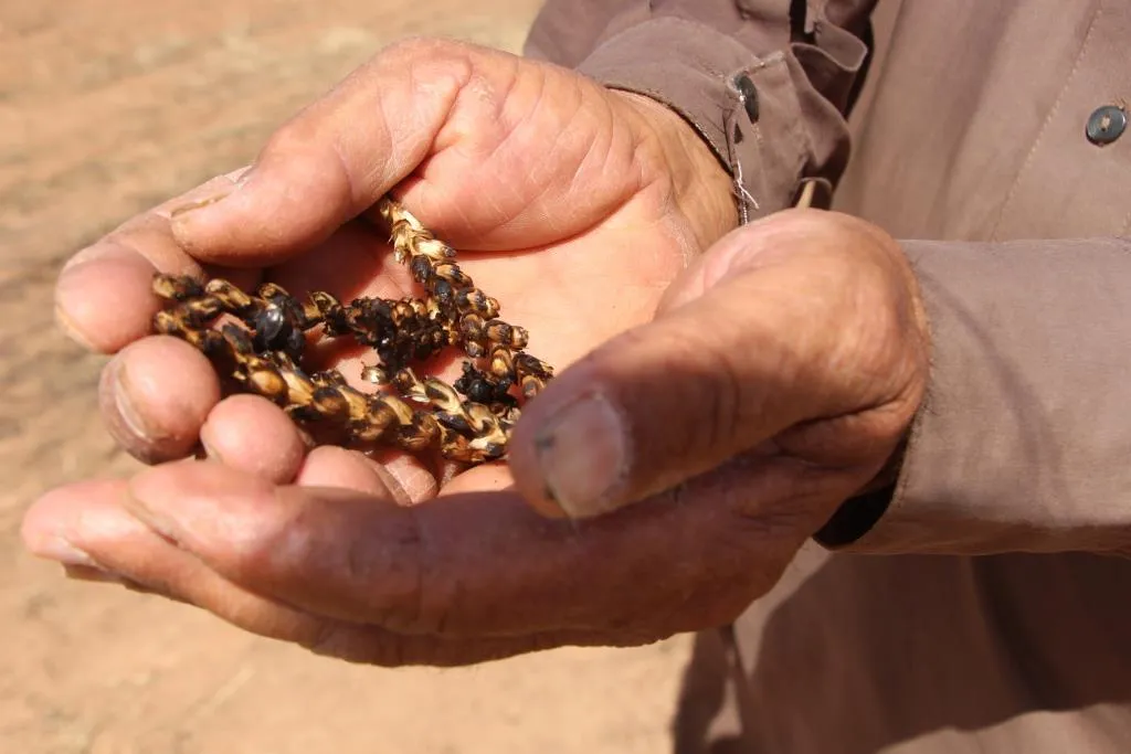 Occupation caused to burn large scale areas of agricultural lands