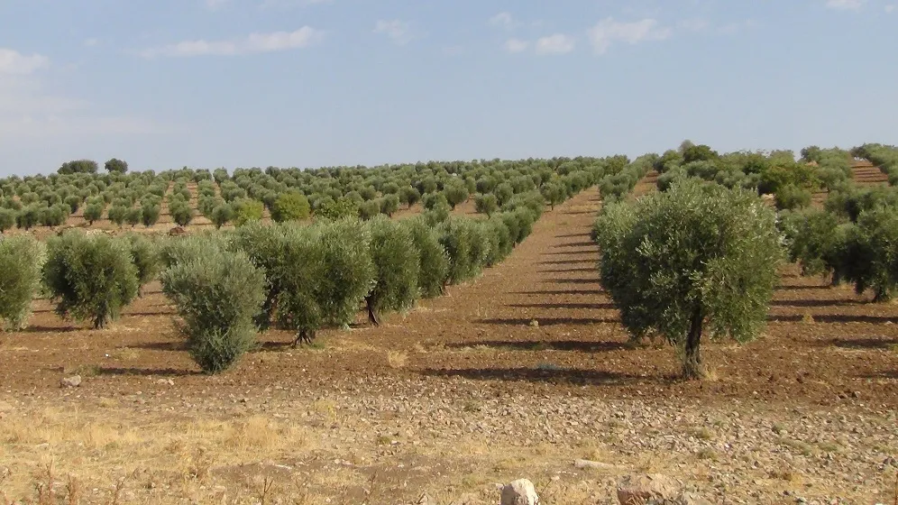 Occupation mercenaries cut 300 olive trees in Afrin