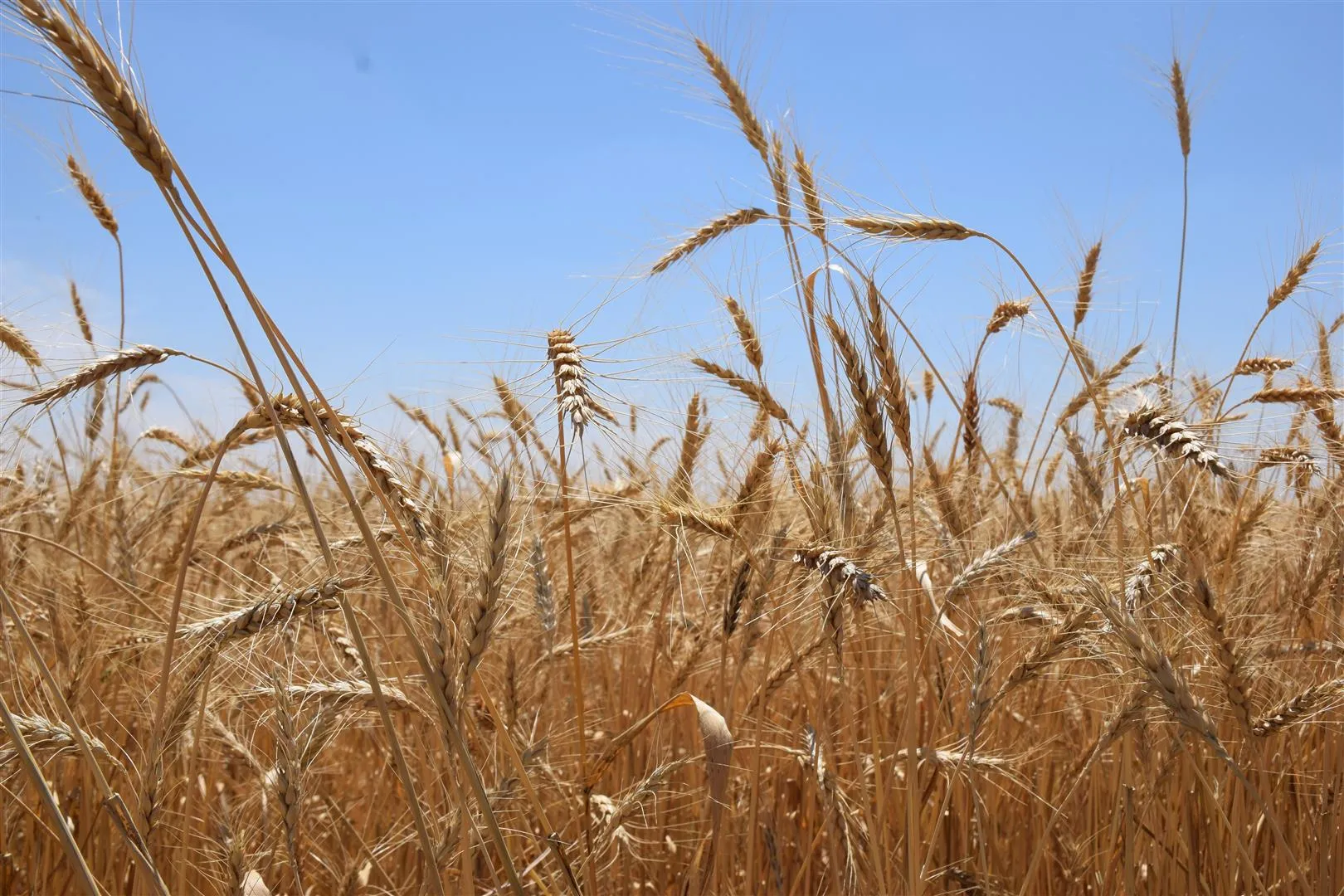 HPC-Women: Protecting agricultural is everyone's duty