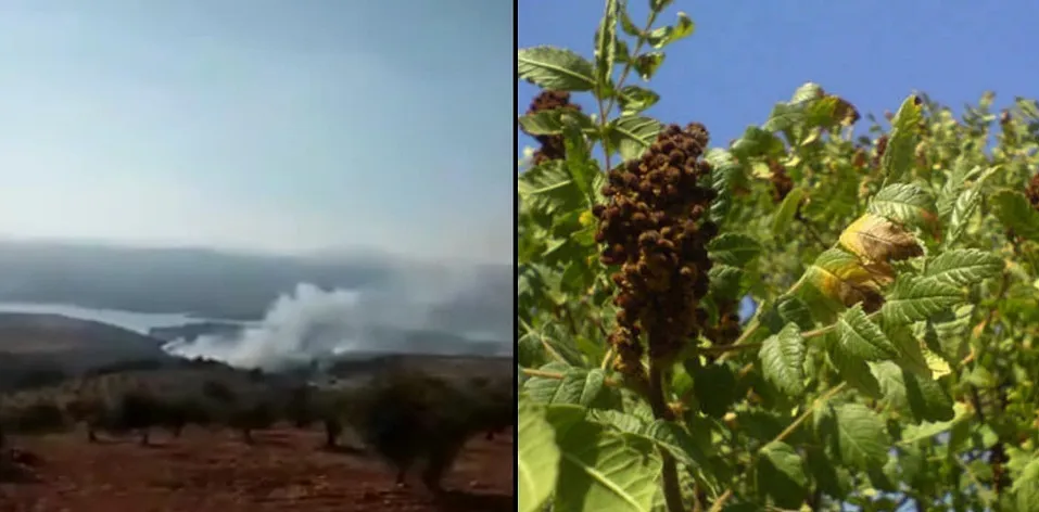 Turkish occupation burns Afrin forests, seizes smac harvest