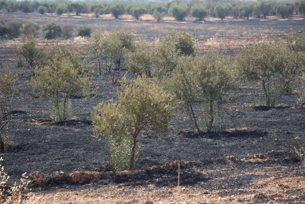 ​​​​​​​Turkey's mercenaries cause burning of 10 hectares planted with olive trees