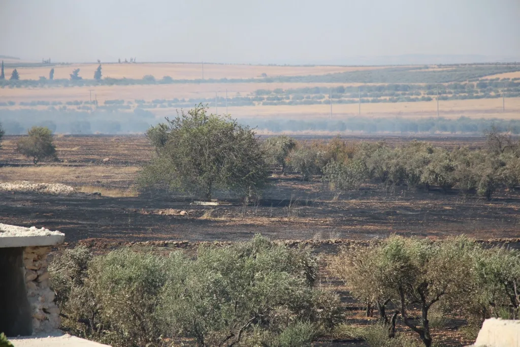 ​​​​​​​Turkey's mercenaries cause burning of 10 hectares planted with olive trees
