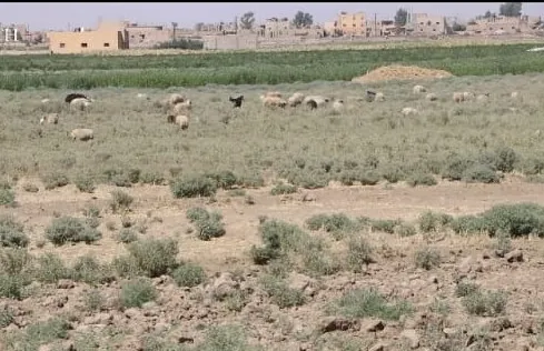 Child loses life, injuring 2 siblings by explosion ISIS landmine in rural Deir-ez-Zor