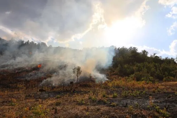 ​​​​​​​Amadiye forests set ablaze by Turkish forces