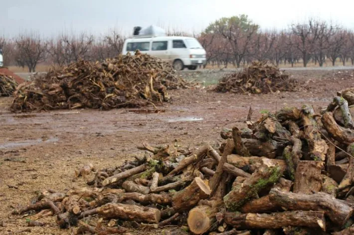 Turkish mercenaries cut 60 olive trees in Afrin