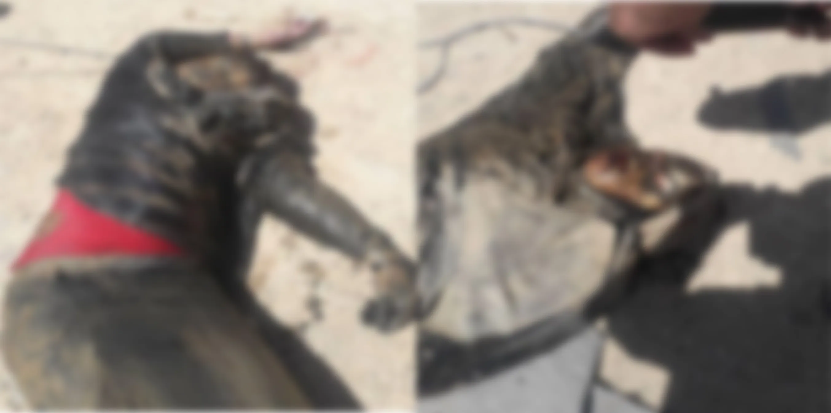 The bodies of 2 women were found in Al-Hol camp