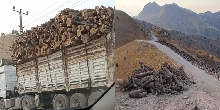 KDP: 3 million trees destroyed by Turkish occupation