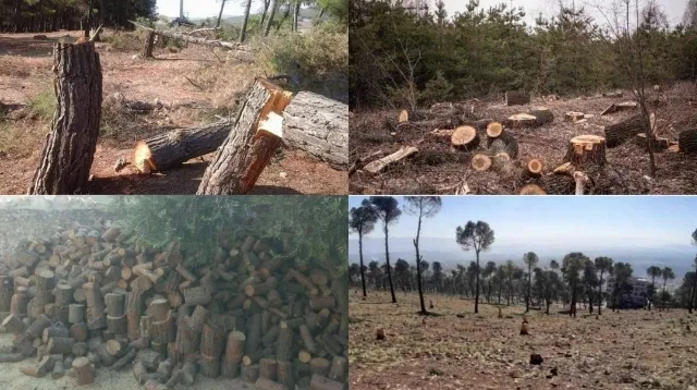 Turkish occupation mercenaries cut down more than 100 trees in Afrin's Shiye and Mobata