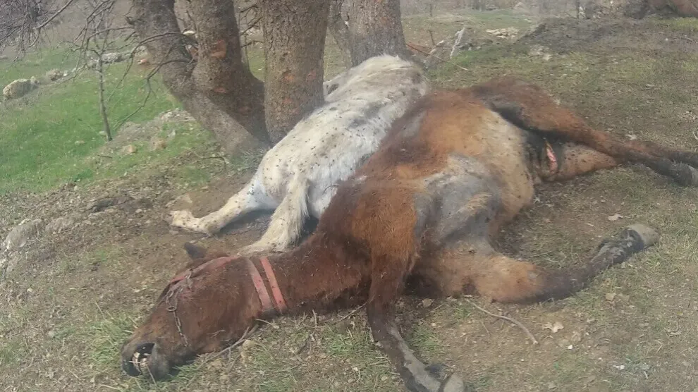 ANF broadcasts footage of animals killed by Turkish army in Başûr