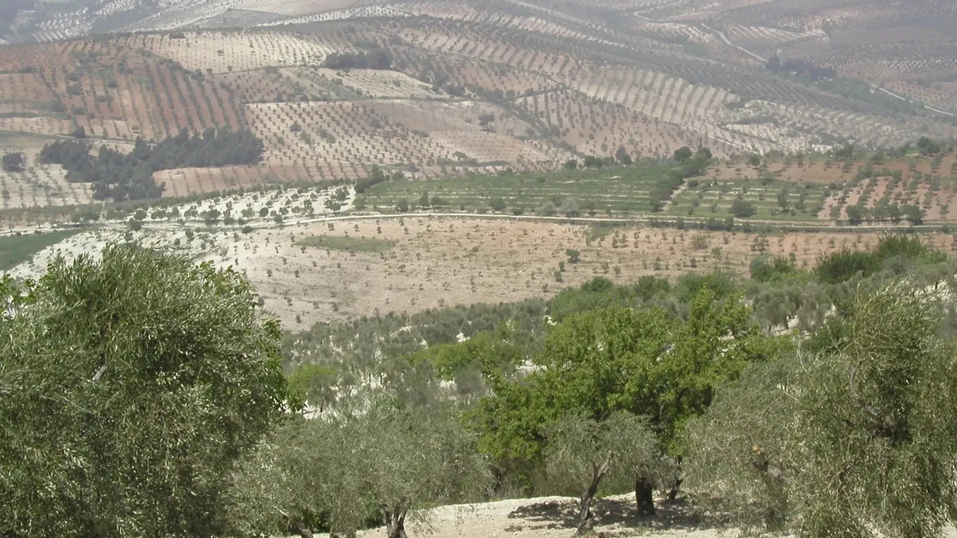 ​​​​​​​Turkish occupation mercenaries seize 50 olive trees in Jendres district