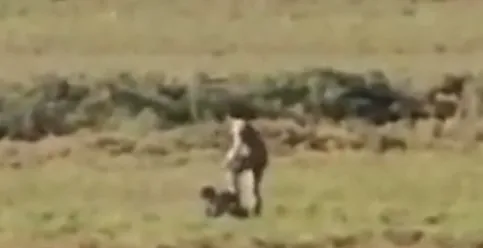 Turkish occupation soldiers beat young man brutally near Serêkaniyê city