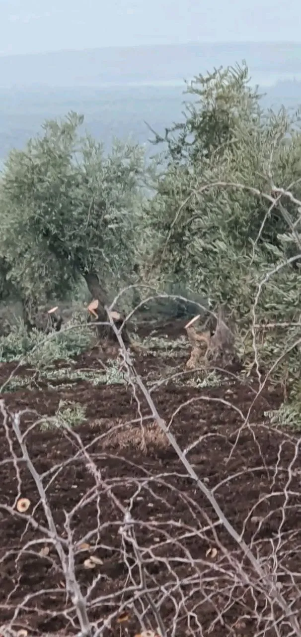 Turkish occupation mercenaries cut down 100 olive trees in Rajo district