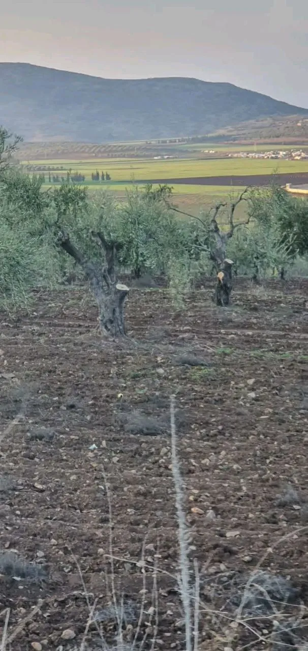 Turkish occupation mercenaries cut down 100 olive trees in Rajo district