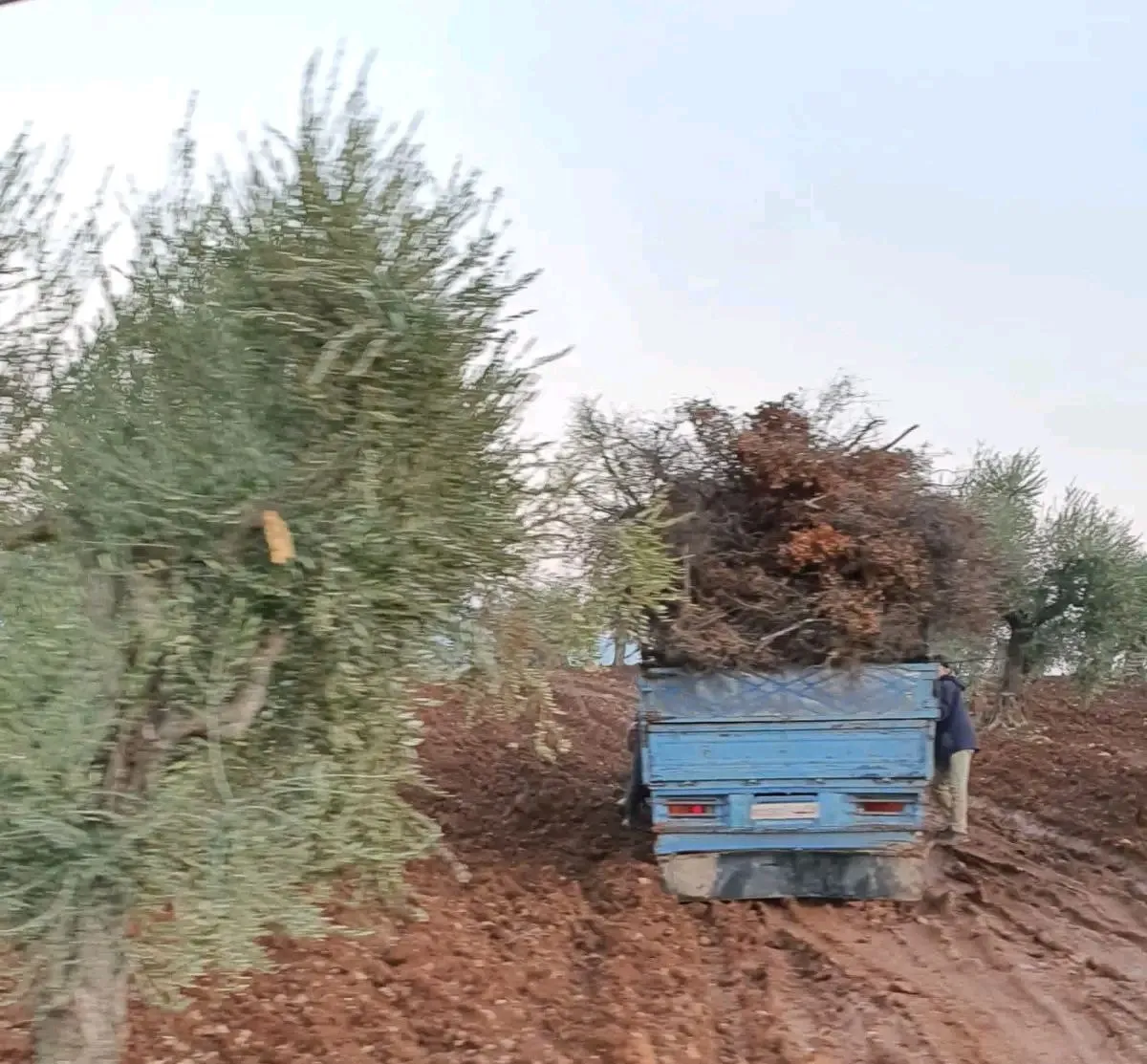Turkish occupation mercenaries cut down 100 olive trees in Rajo district