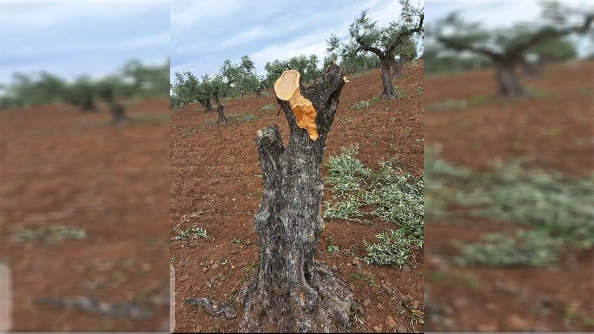 Pro-Turkish gangs cut down 57 olive trees in occupied Afrin