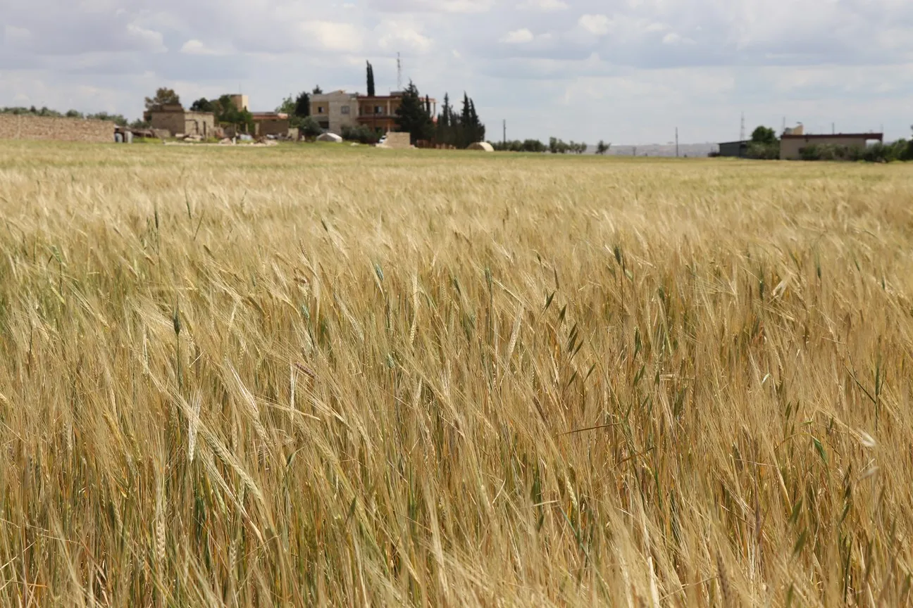 Damage to crops; harvesters will not work if the blockade continues