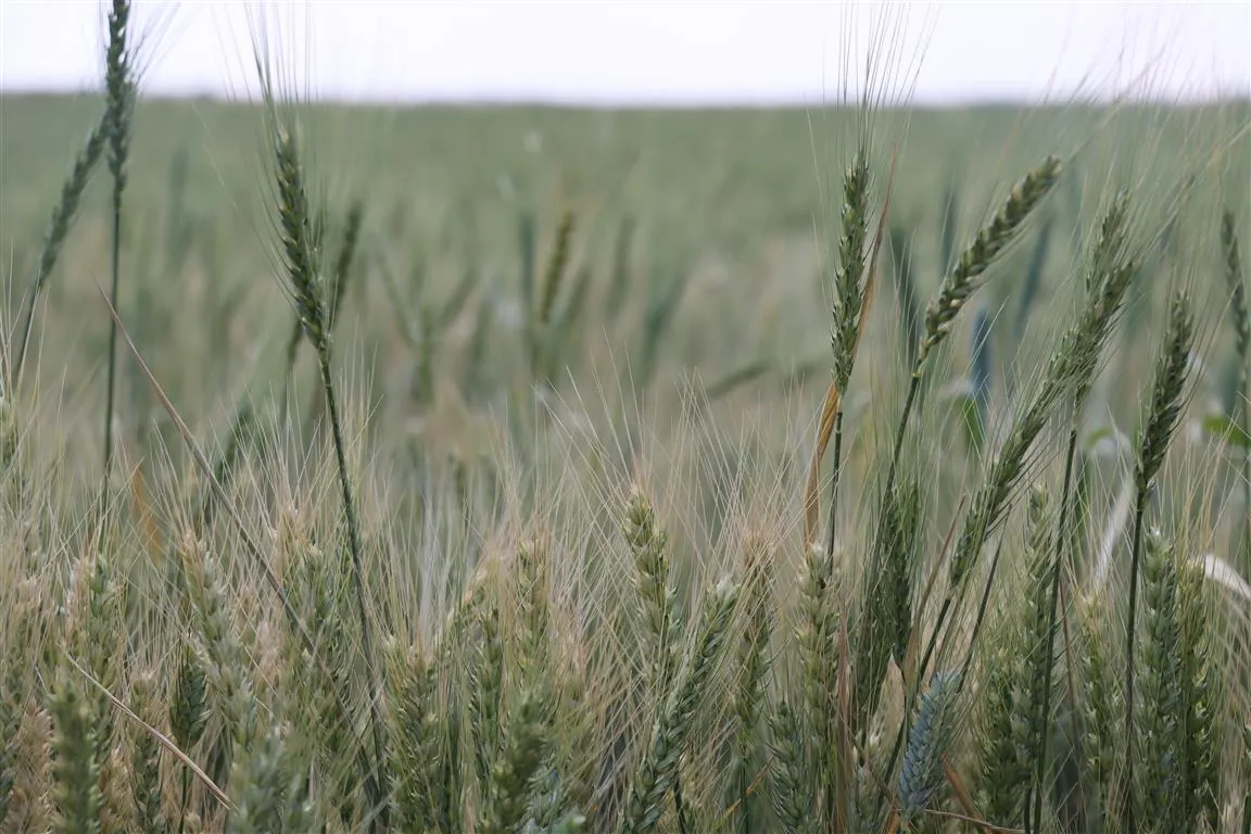 Turkish occupation, affiliated groups represent danger to crops on lines of contact