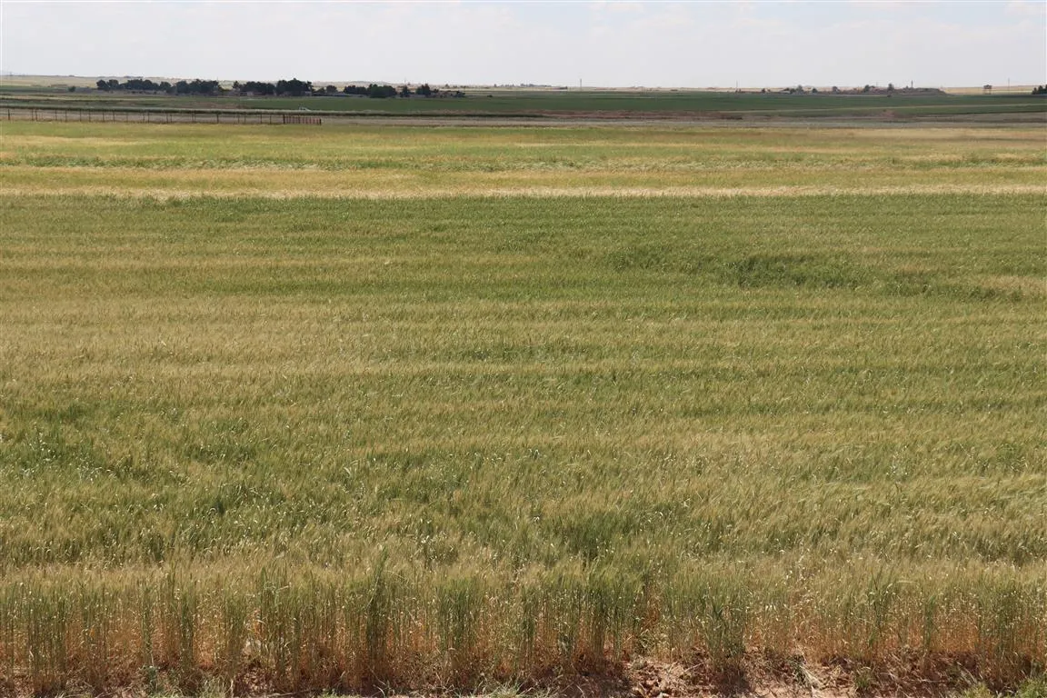Turkish occupation, affiliated groups represent danger to crops on lines of contact