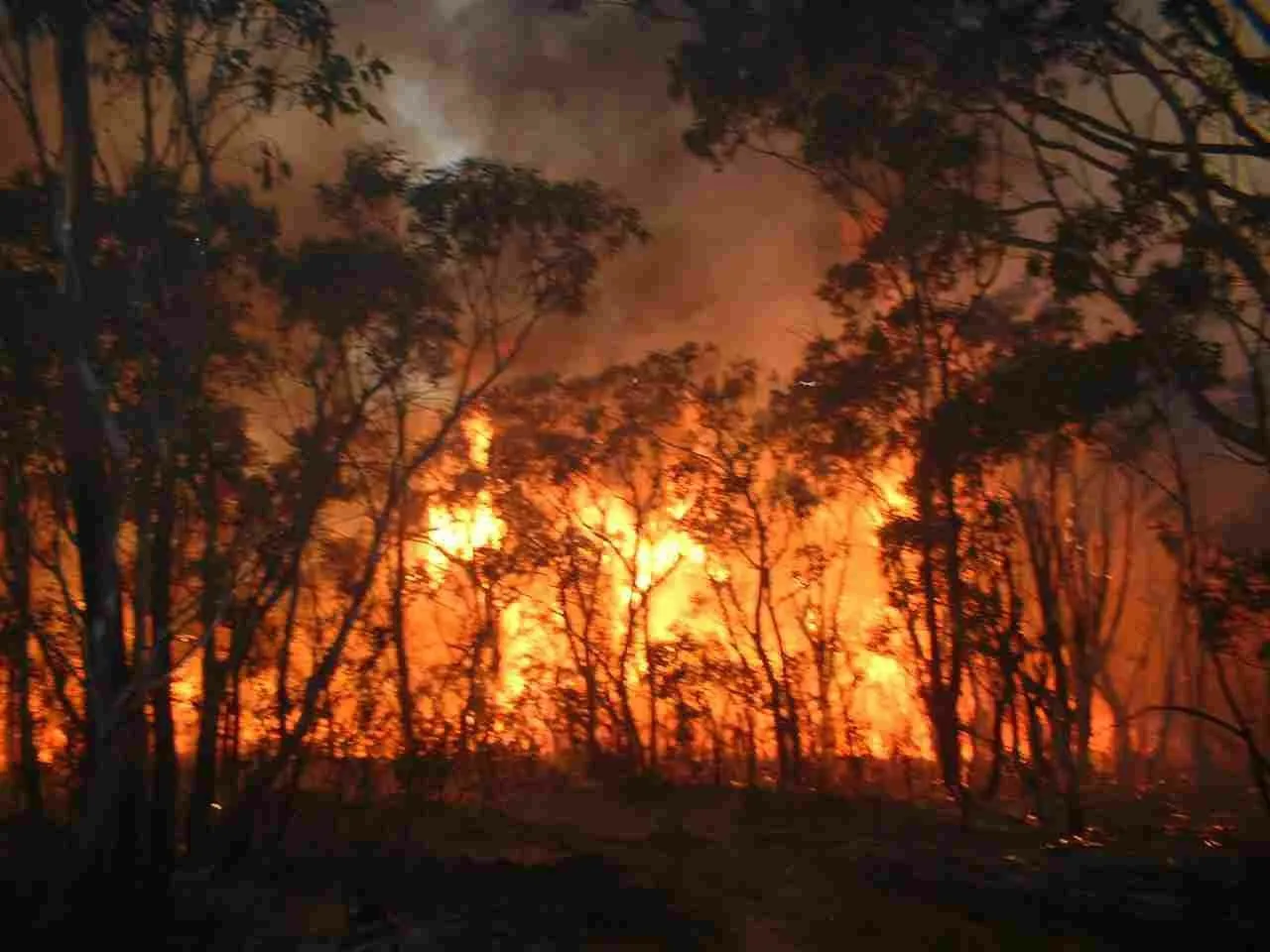 Turkey gangs set fire to forests in occupied Afrin