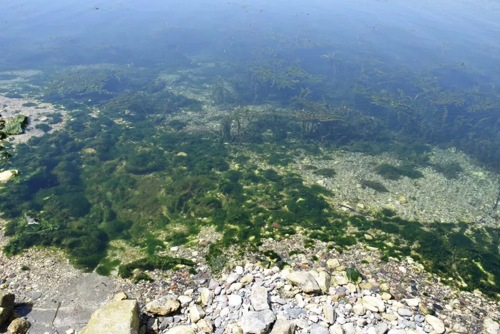 Significant increase in pollution levels on the two banks of the Euphrates