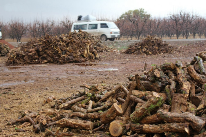 ​​​​​​​49 olive and walnut trees were cut down in occupied Afrin