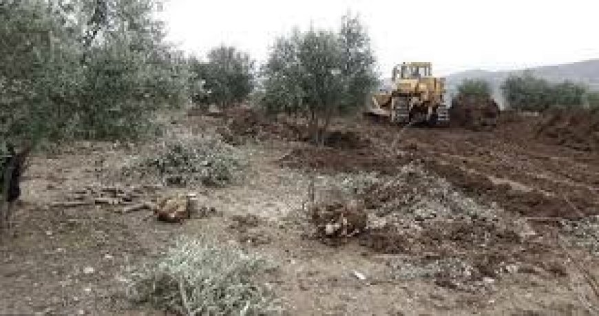 Turkish occupation mercenaries cut down 25 olive trees in occupied Afrin