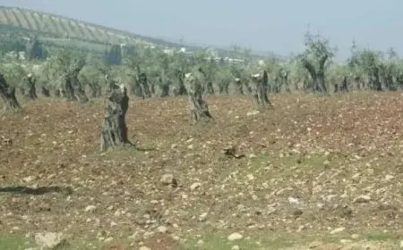 Settlers cut down olive trees in occupied city of Afrin