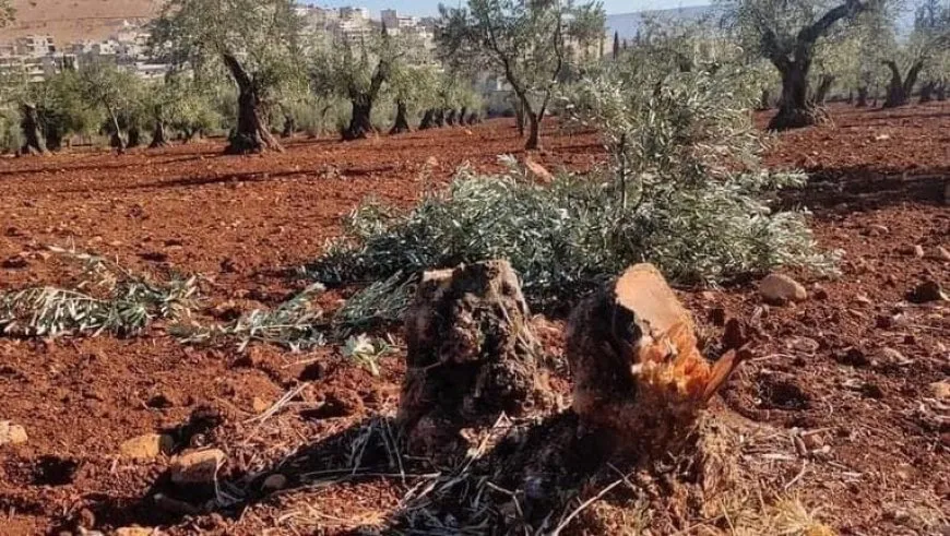 At least 28 Olive trees uprooted in occupied Afrin