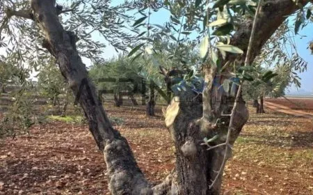 Turkey gangs cut down more than 81 olive trees in occupied Afrin