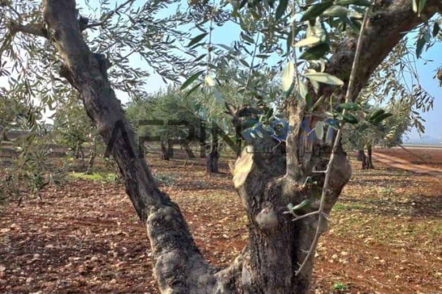 Turkey gangs cut down more than 81 olive trees in occupied Afrin