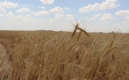 Why is purchasing the wheat at 31 cents in DAA areas?