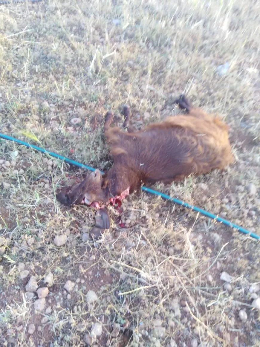 Young man injured in Turkish occupation bombing on Manbij countryside