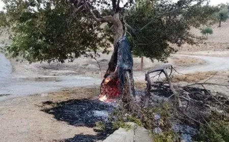 Citizen abducted, over 300 trees burned in occupied Afrin