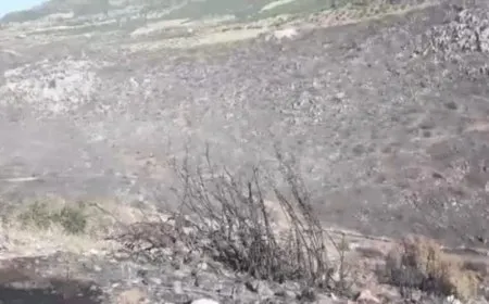 Turkish occupation mercenaries set fire to forest in occupied Afrin
