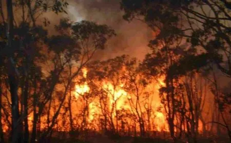 Turkish occupation mercenaries set fire to the farms, forests of Mobata