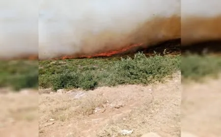 Burning of 25,000 fruit trees and forestry as result of arson fires in occupied Afrin