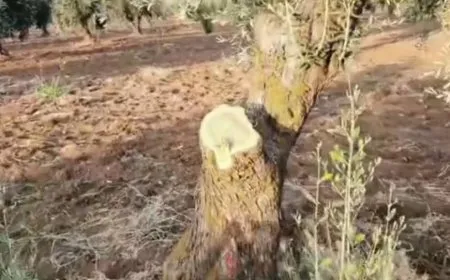 Cut down more than 200 olive trees in occupied Afrin