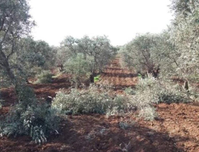 Turkish occupation mercenaries cut down hundreds of fruit trees in occupied Afrin