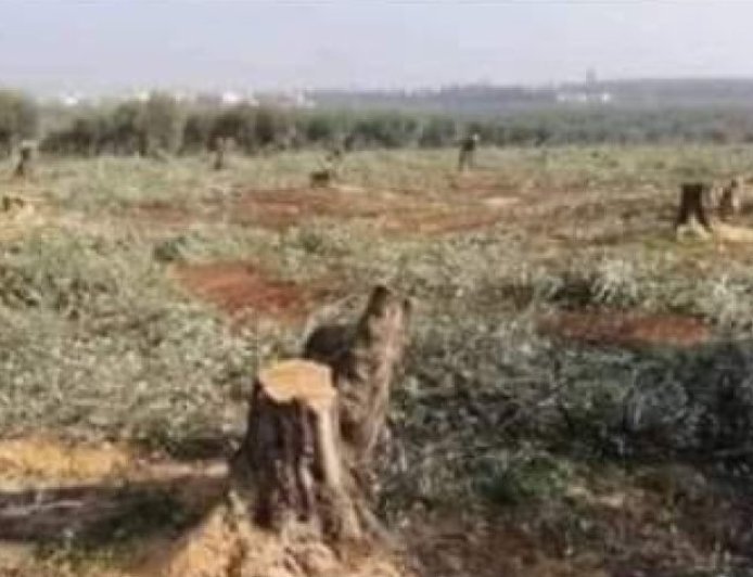 Turkish occupation mercenaries cut down 50 fruit trees